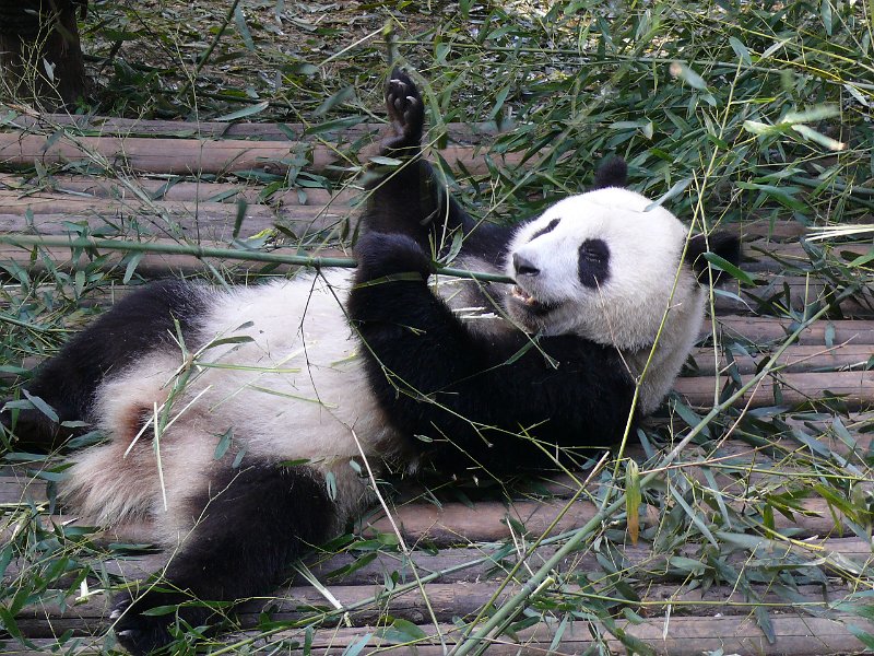 Pandas (025).jpg